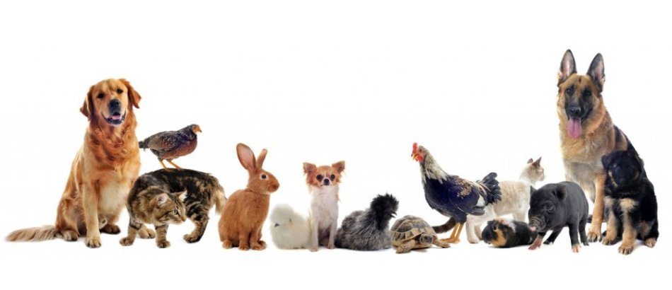 Animalerie Montmagny