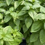 Les jardins gourmands