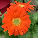 Les jardins gourmands