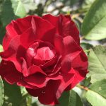 Les jardins gourmands