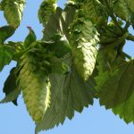 Les jardins gourmands