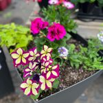 fleurs