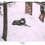 parc omega