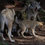parc omega