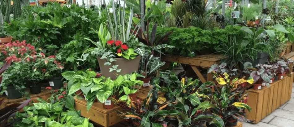 Jardin Dion